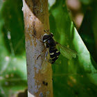 Pied Hoverfly