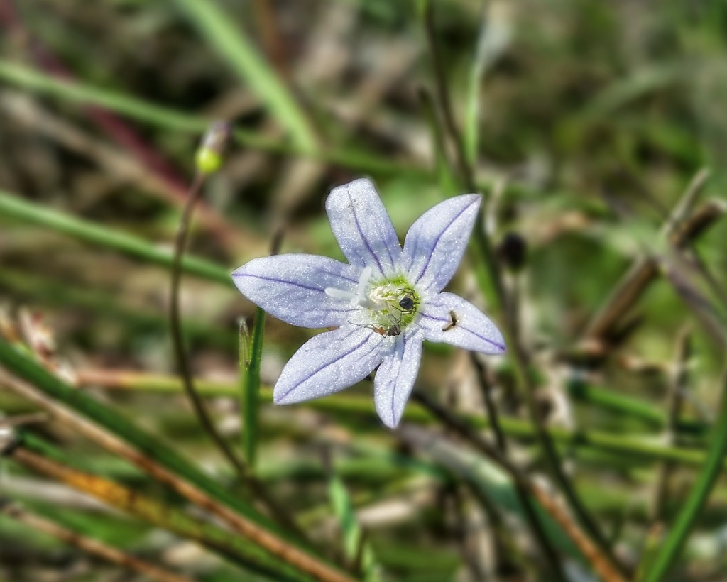 Marsh Bellflower