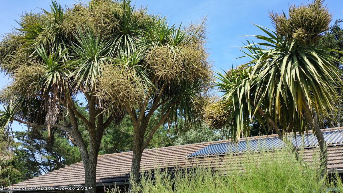 Cornish Palm