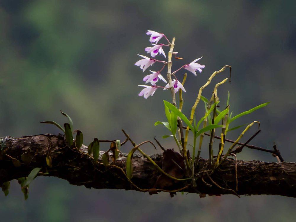 Orchids India, Dendrobium transparens