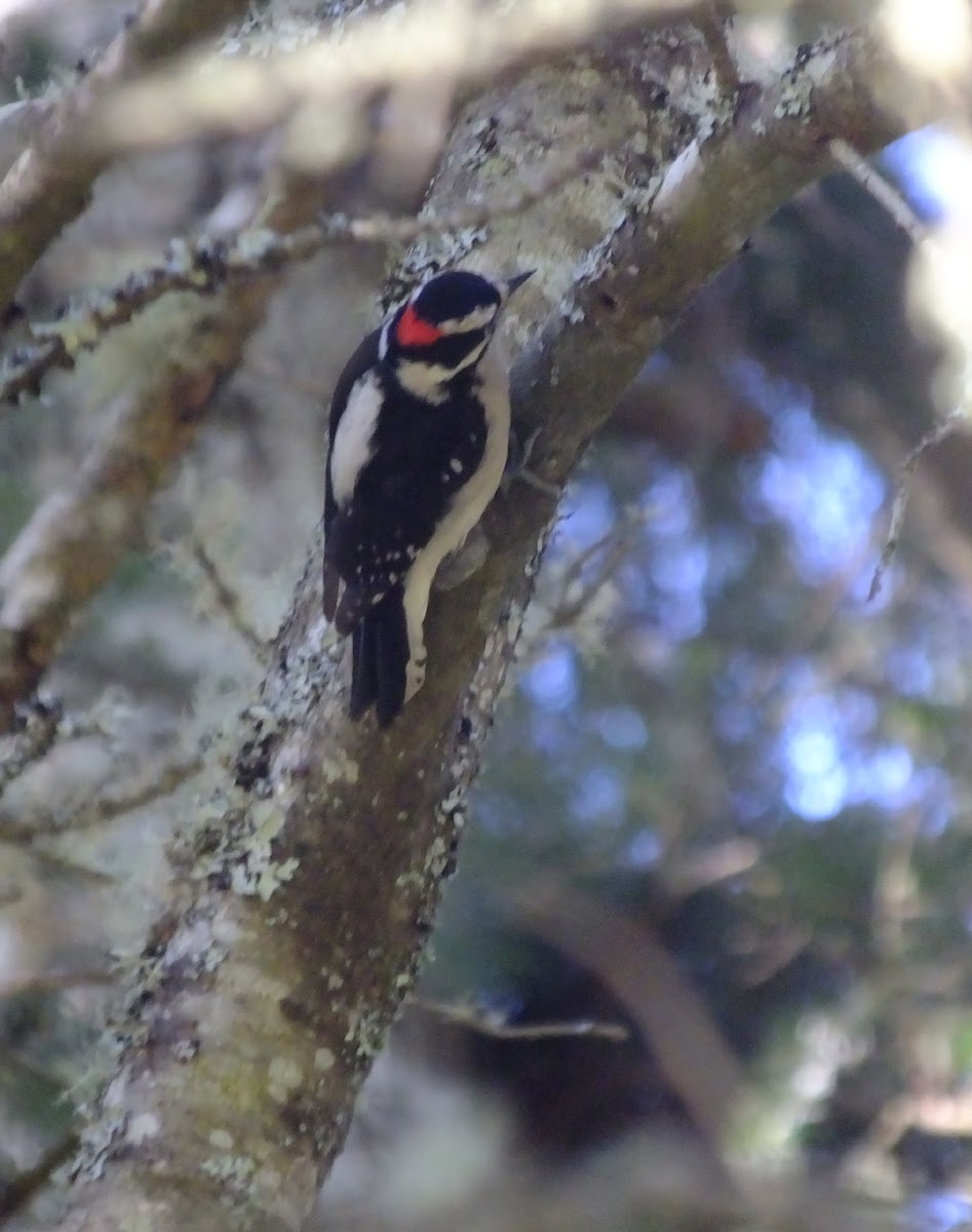 hairy woodpecker