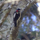 hairy woodpecker