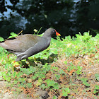 Moorhen