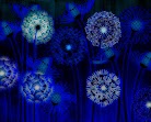 The Blue Dandelion