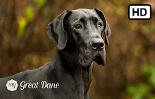 My Great Dane - Dog & Puppy HD Wallpapers small promo image