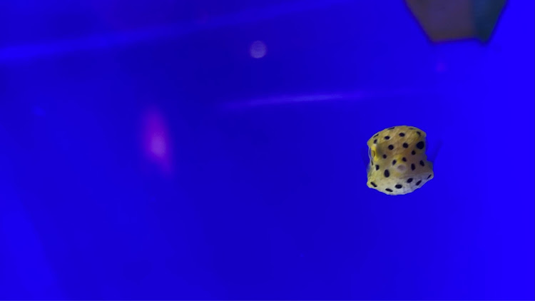 RX-8のドライブ・静岡県三島市近辺・幼魚水族館・ダイバーさんにはおすすめ、かも？・いつもいいねありがとうございます(*´-`)に関するカスタム事例の投稿画像13枚目