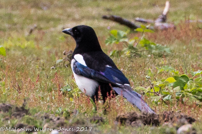 Magpie