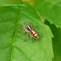 Jumping Spider