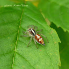 Jumping Spider