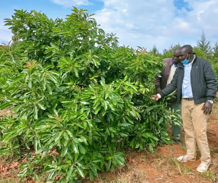 Francis Serem, an avocado farmer from Kapsosio village in Moiben sub County in Uasin Gishu County and Justus Kiprop, an agronomist from Habex Agro Limited.