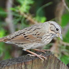 Lincoln's sparrow