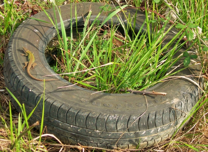 Vecchia ruota di cordina