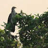 Oriental Honey Buzzard(female)