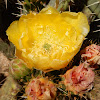 Yellow Prickly Pear Cactus