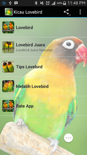 Chirping Lovebird