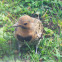 Northern Flicker