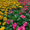 Pink and Yellow Daisy Flowers Chrome extension download