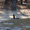 Black fox squirrel