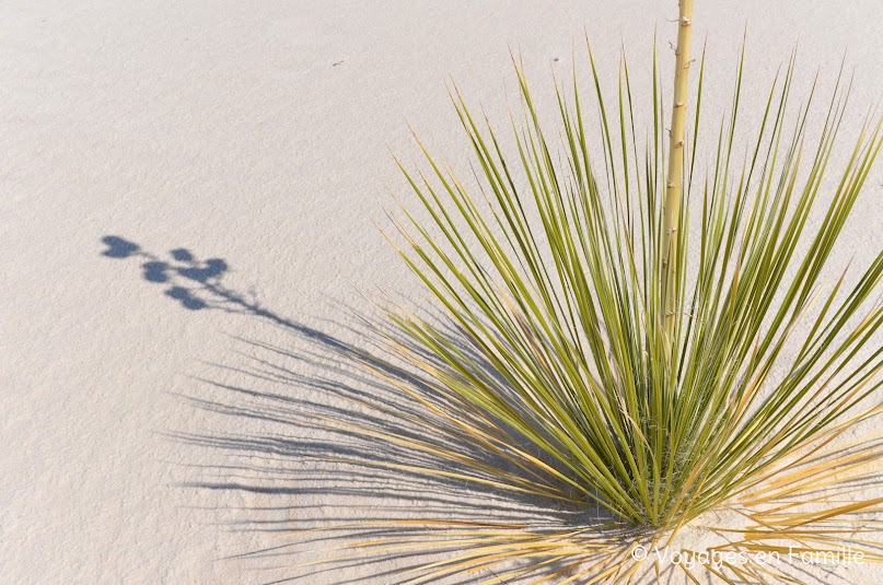 white sands