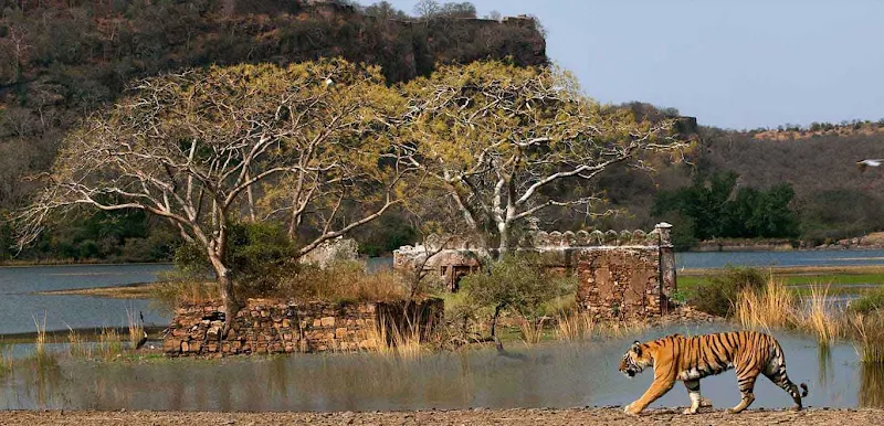 Ranthambore_National_Park