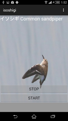 鳥の鳴き声イソシギ