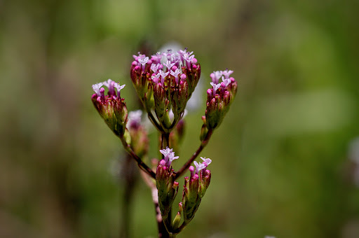 Centranthus calcitrapae