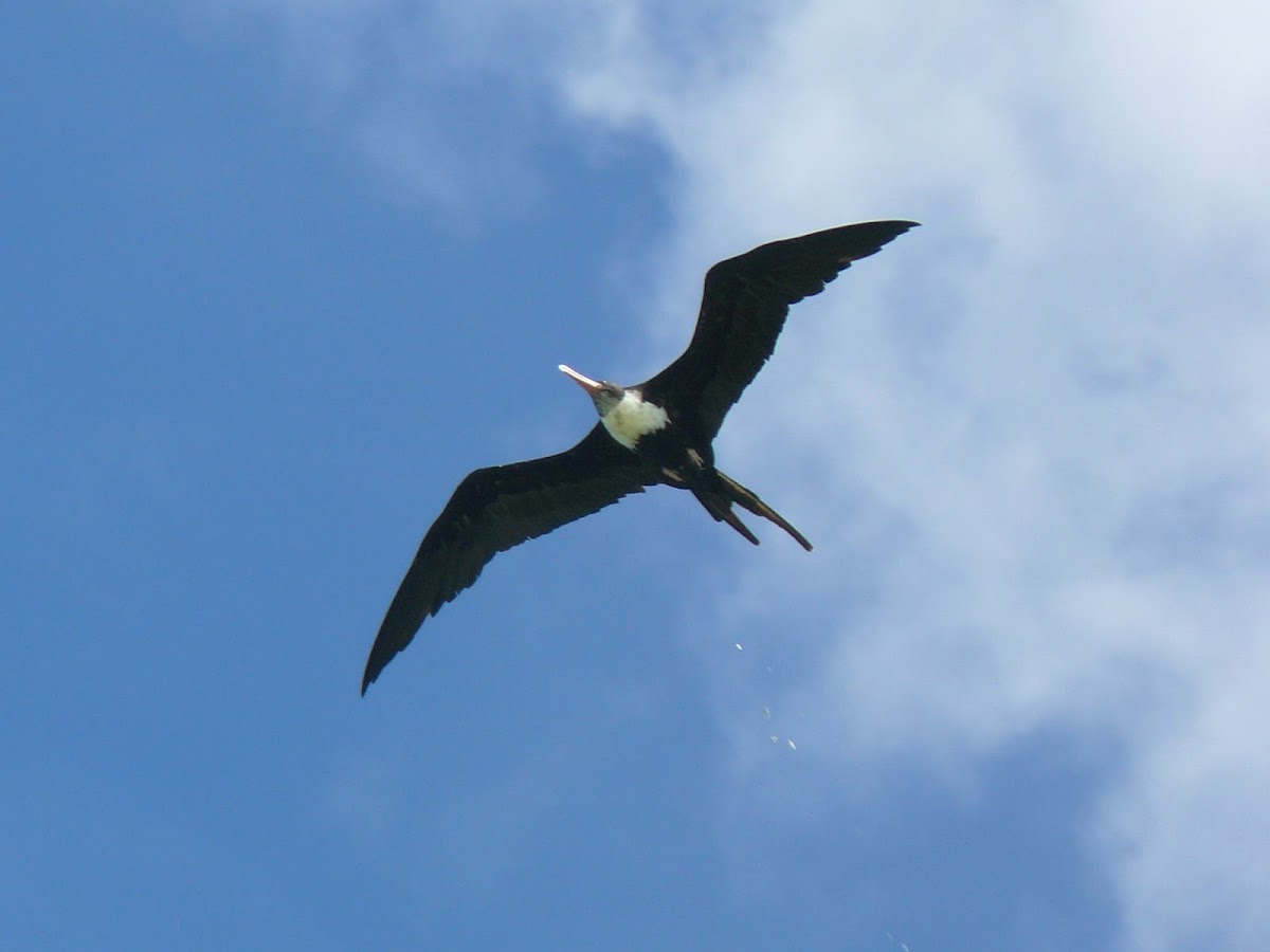 Greater Frigatebird