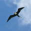 Greater Frigatebird