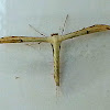 Plume Moth