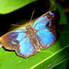 Brilliant Blue Skipper