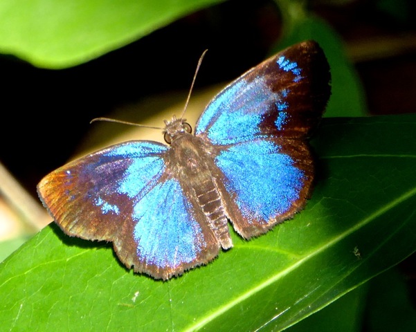 Brilliant Blue Skipper