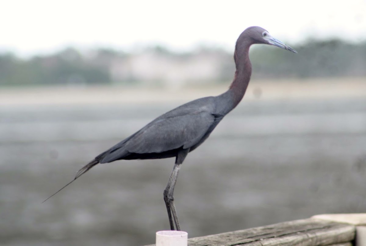 Little Blue Heron