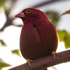 Red-billed Firefinch