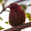 Red-billed Firefinch