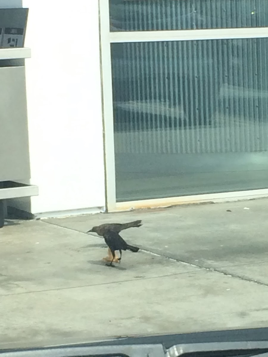 Great-tailed Grackle