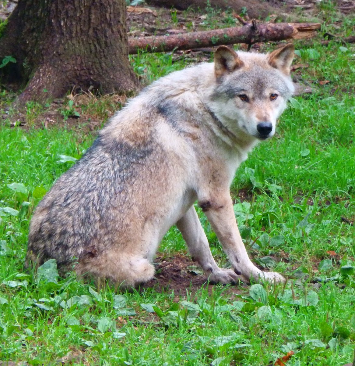 Eurasian Wolf