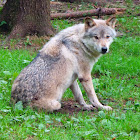 Eurasian Wolf