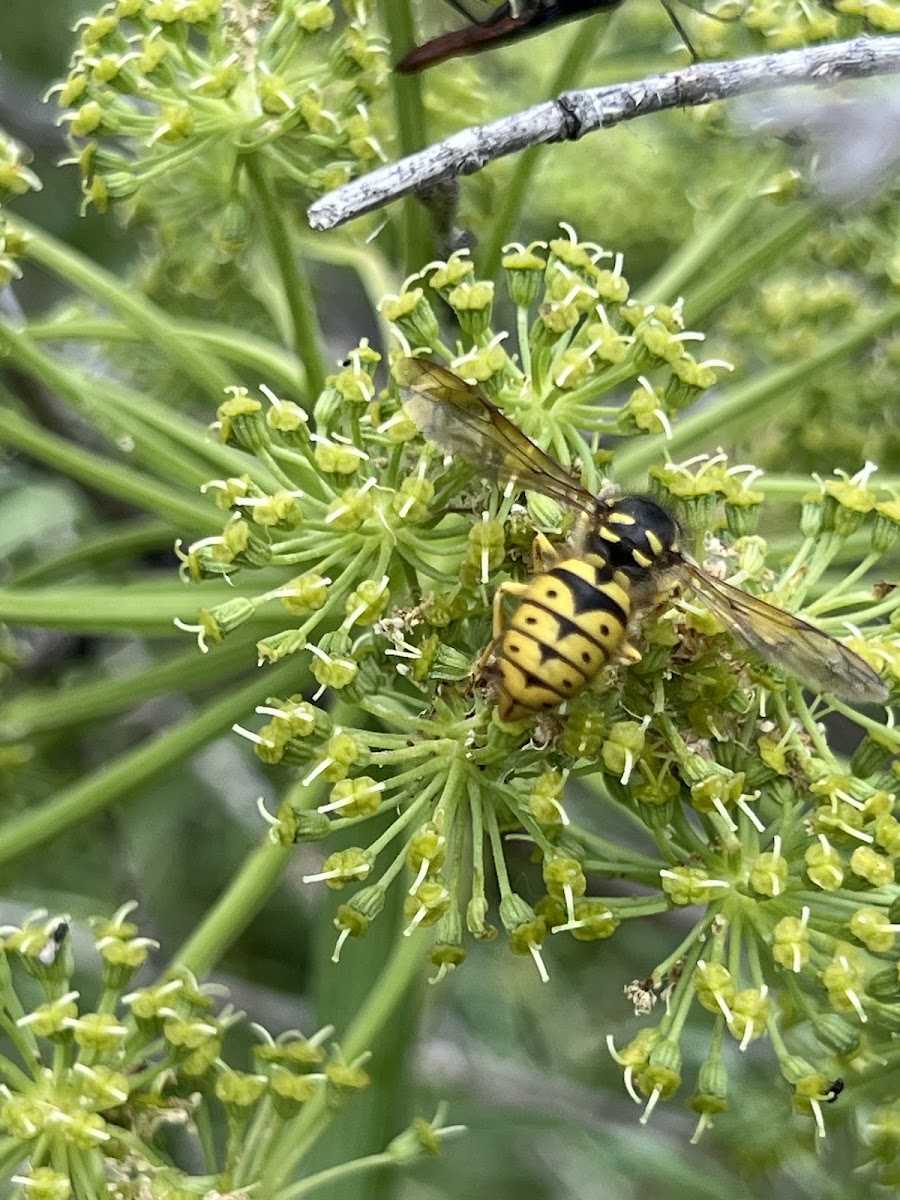 Common Aerial Yellowjacket