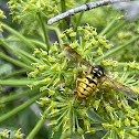 Common Aerial Yellowjacket