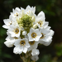 Bunch of white flowers