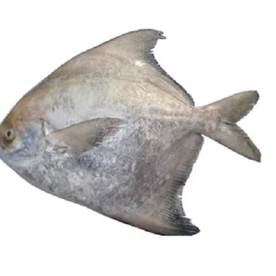 Fish - Chinese Pomfret, Large - 1 kg