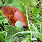 Red slug