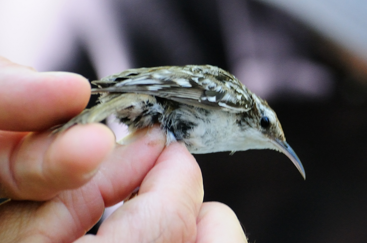 Short-toed Treecreeper; Agateador Común