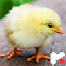 Chicken Wallpapers icon