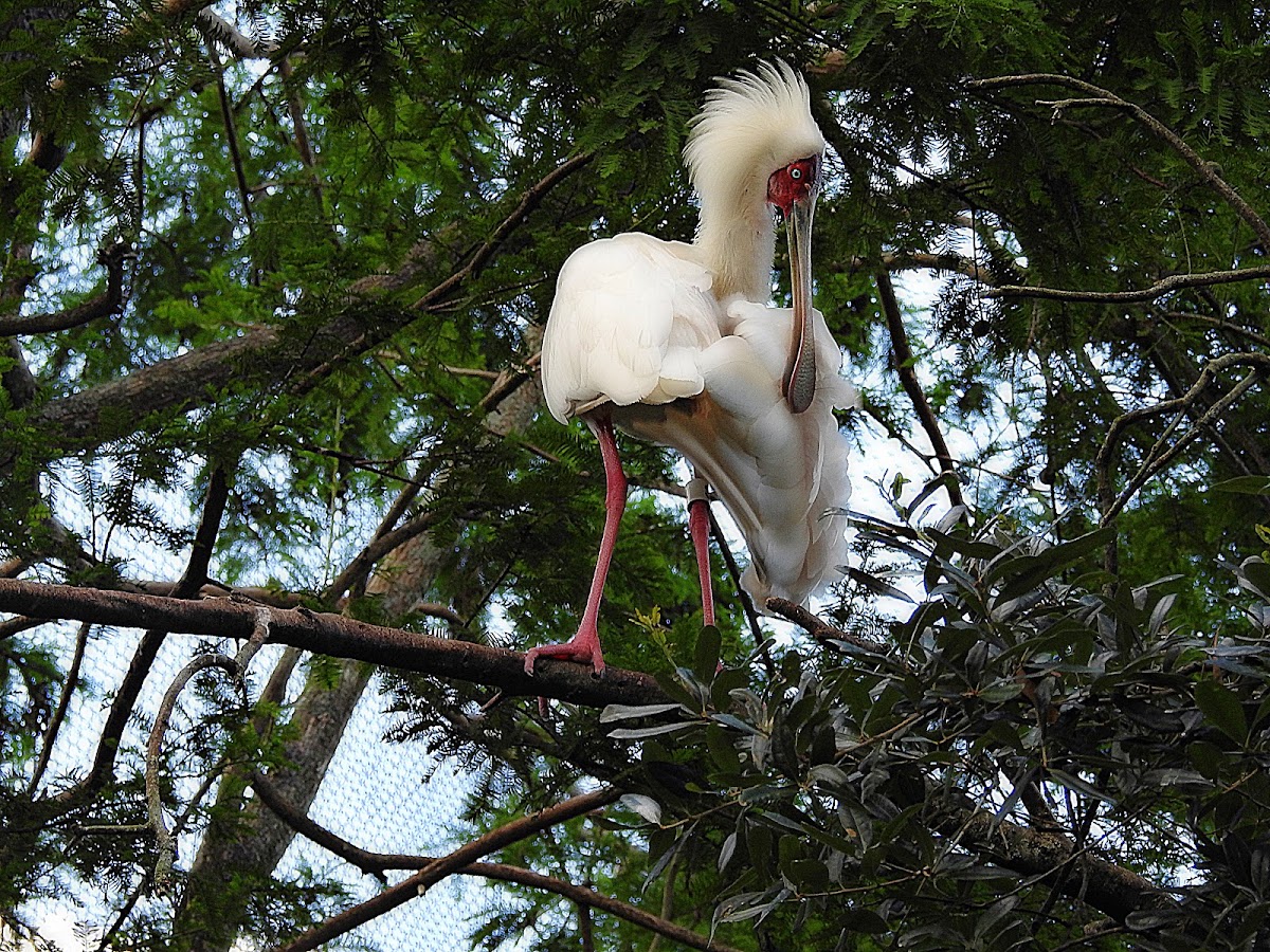 African spoonbill