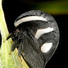 Treehopper