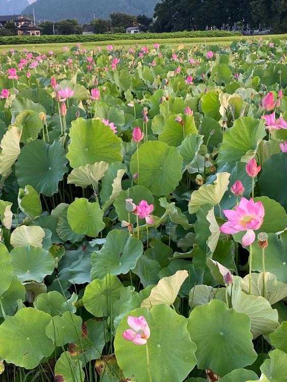 ジムニーの🟢のコキア畑・暑い日の🥵草木ダムサンデー・アイス氷🧊が溶ける🥵北関東お茶会に関するカスタム事例の投稿画像11枚目