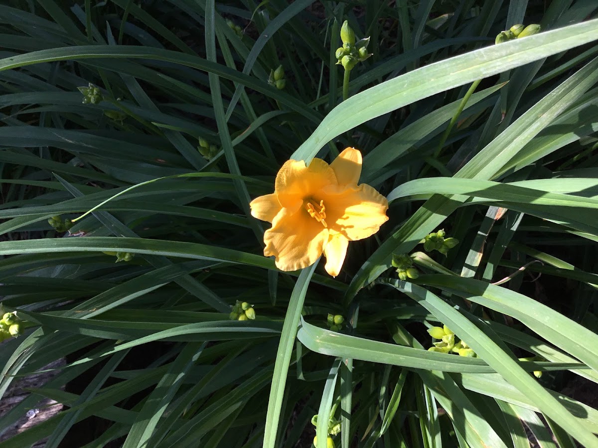 Stella d'oro Daylily