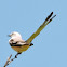 Scissor-tailed Flycatcher