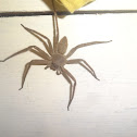 wolf spider